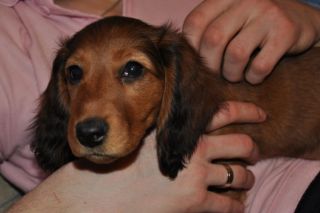 Jamnik d�ugow�osy